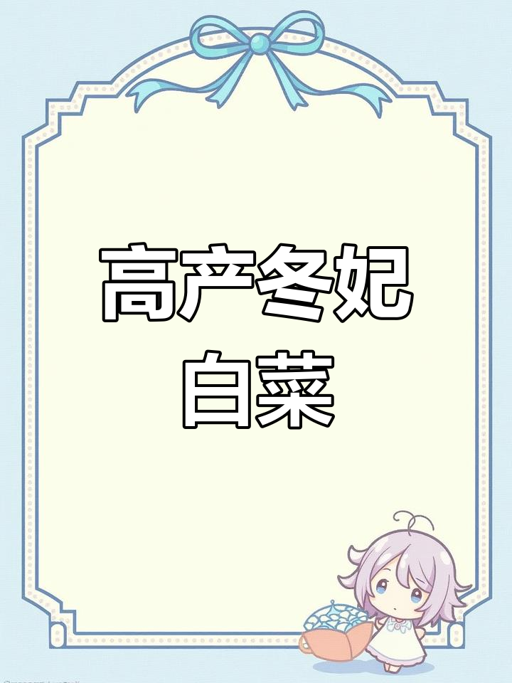 冬季金丝白菜,田间实拍高产量易管理