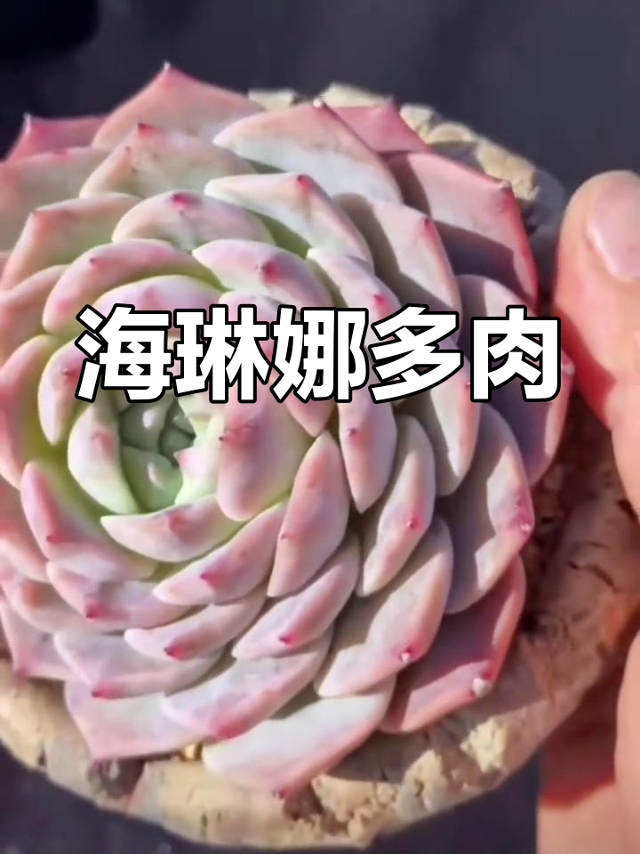 纯爱多肉:海琳娜的杂交品种