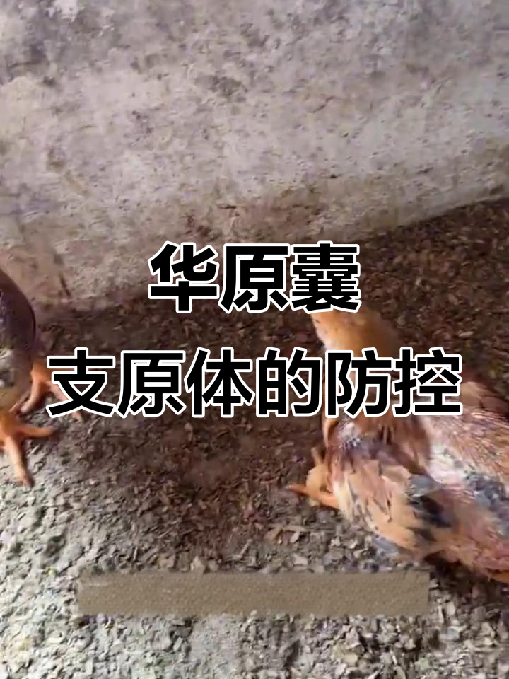 鸡群滑液囊支原体感染:症状与防治方法