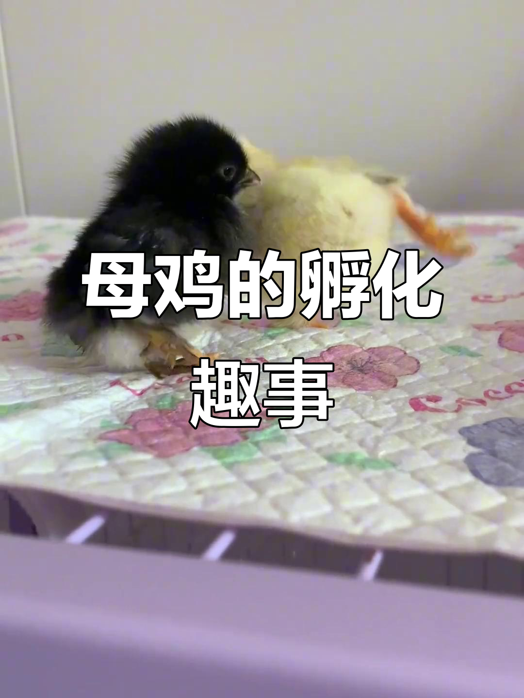母鸡孵蛋变傻,竟然把别人的蛋当成自己的!