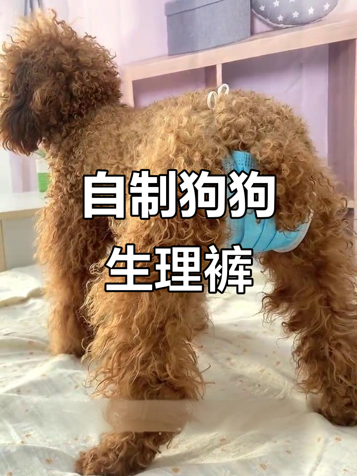 狗狗来大姨妈怎么办?教你DIY生理裤,简单又实用