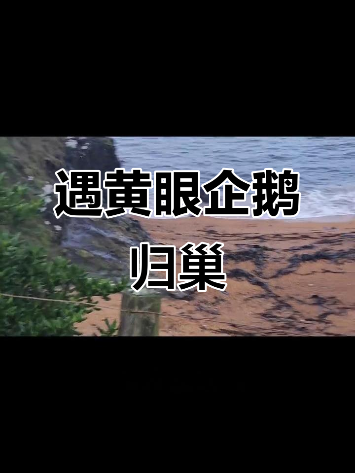 新西兰南岛东海岸偶遇黄眼企鹅，悠闲归巢瞬间超萌