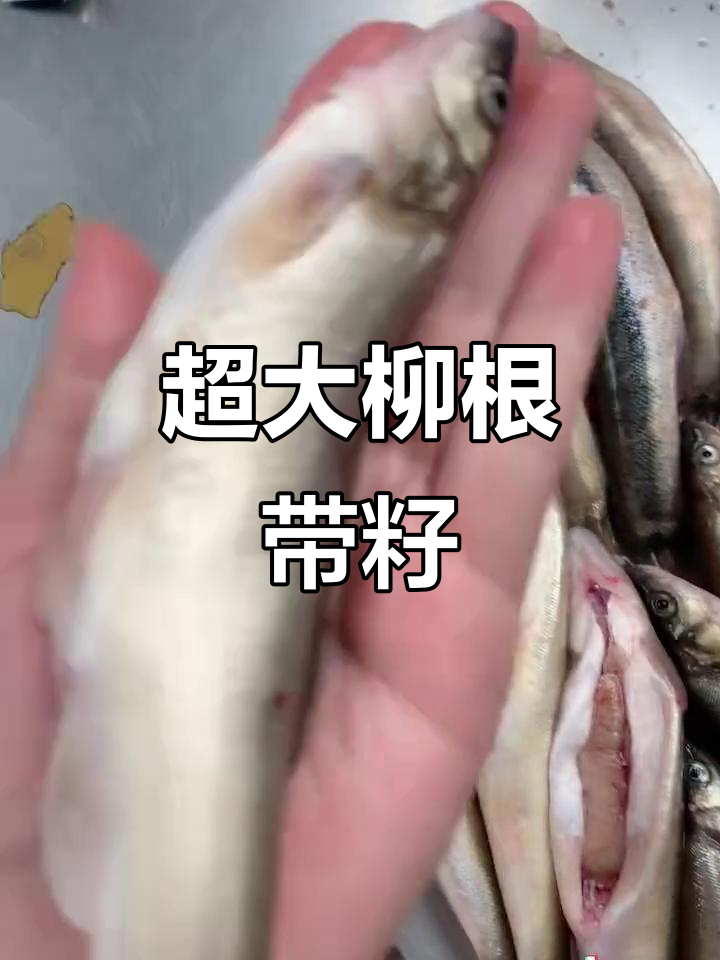 超大的柳根鱼,肚子满满都是籽,酱闷吃最香