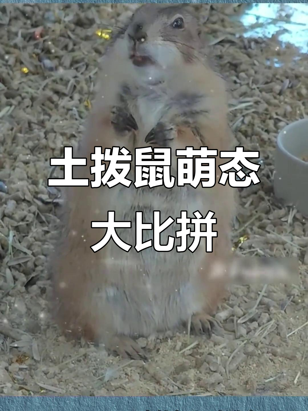 土拨鼠表情包,静动对比萌翻网友!