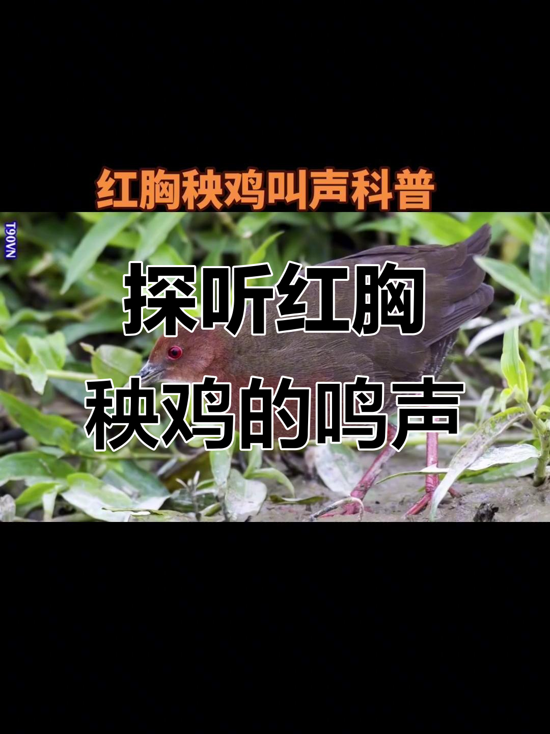 红胸秧鸡叫声大揭秘,你听过吗?