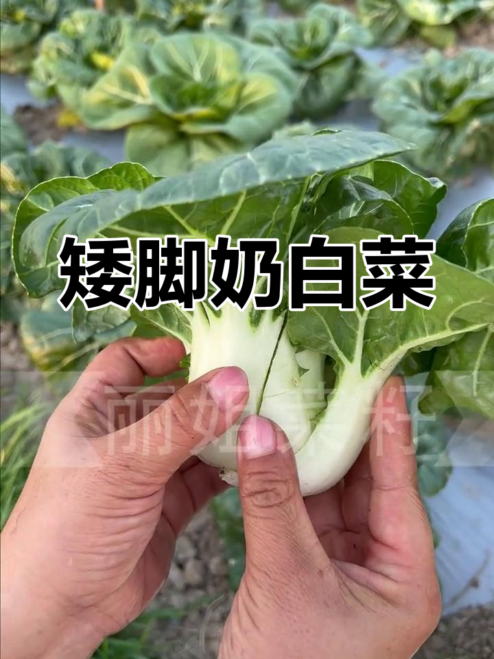 矮脚奶白菜,肉厚味甜,抗病性强