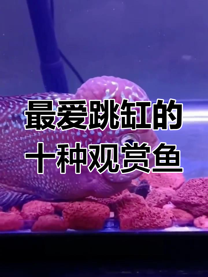 十大最容易跳缸的观赏鱼,雷龙、瓷鲷都在其中