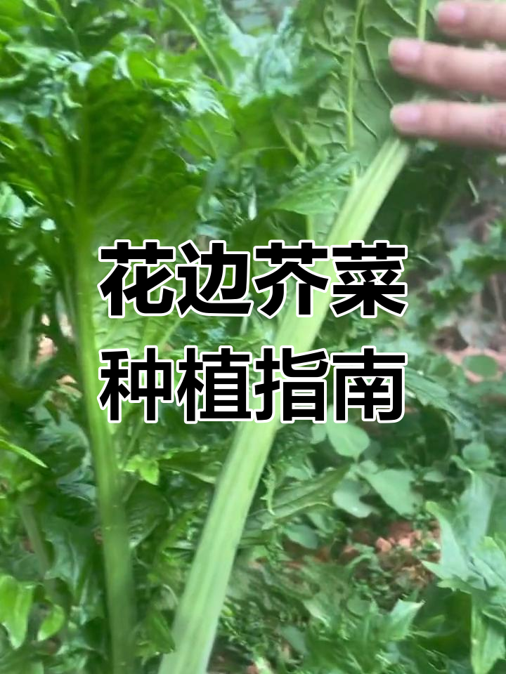 耐存储的花边芥菜,四季常备蔬菜