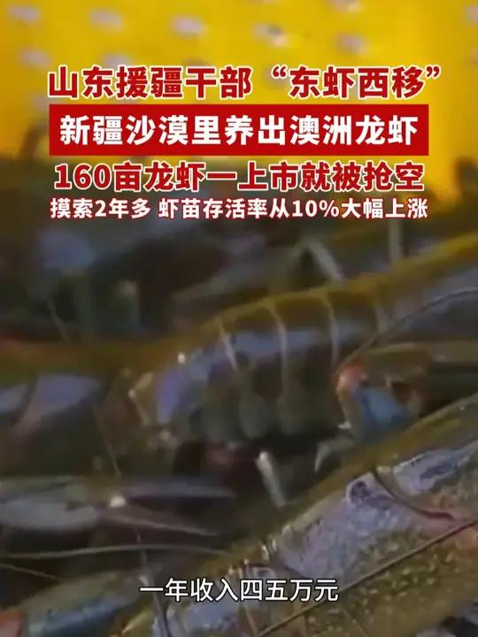 山东援疆干部“东虾西移”，在新疆沙漠里养出澳洲龙虾，160亩一上市就被抢空（来源 央视新闻