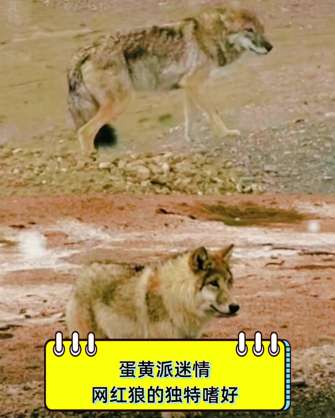 蛋黄派迷情,网红狼的独特嗜好