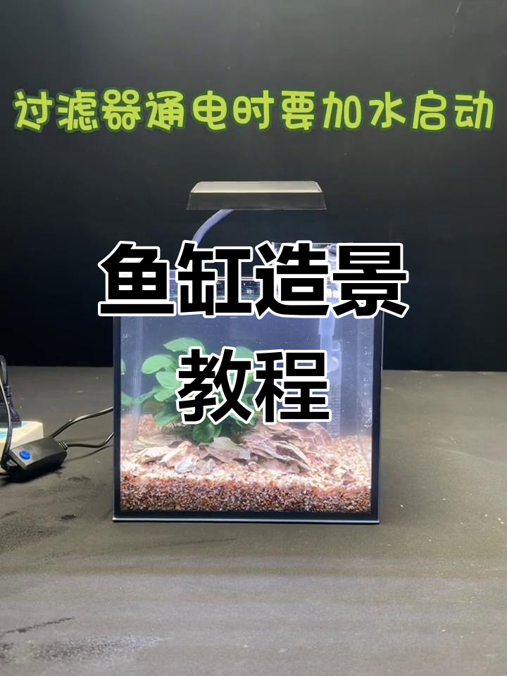 桌面生态缸安装全攻略,轻松打造年轻人的第一款鱼缸