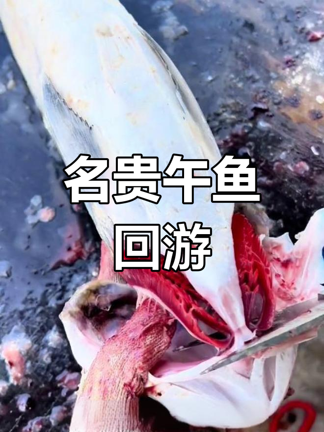 午鱼回游南海,肉质鲜美,渔民珍爱,现已成稀有名贵鱼类