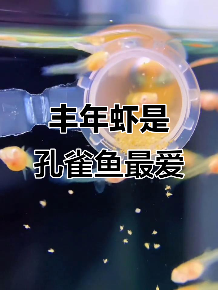 丰年虾喂孔雀鱼,营养又健康