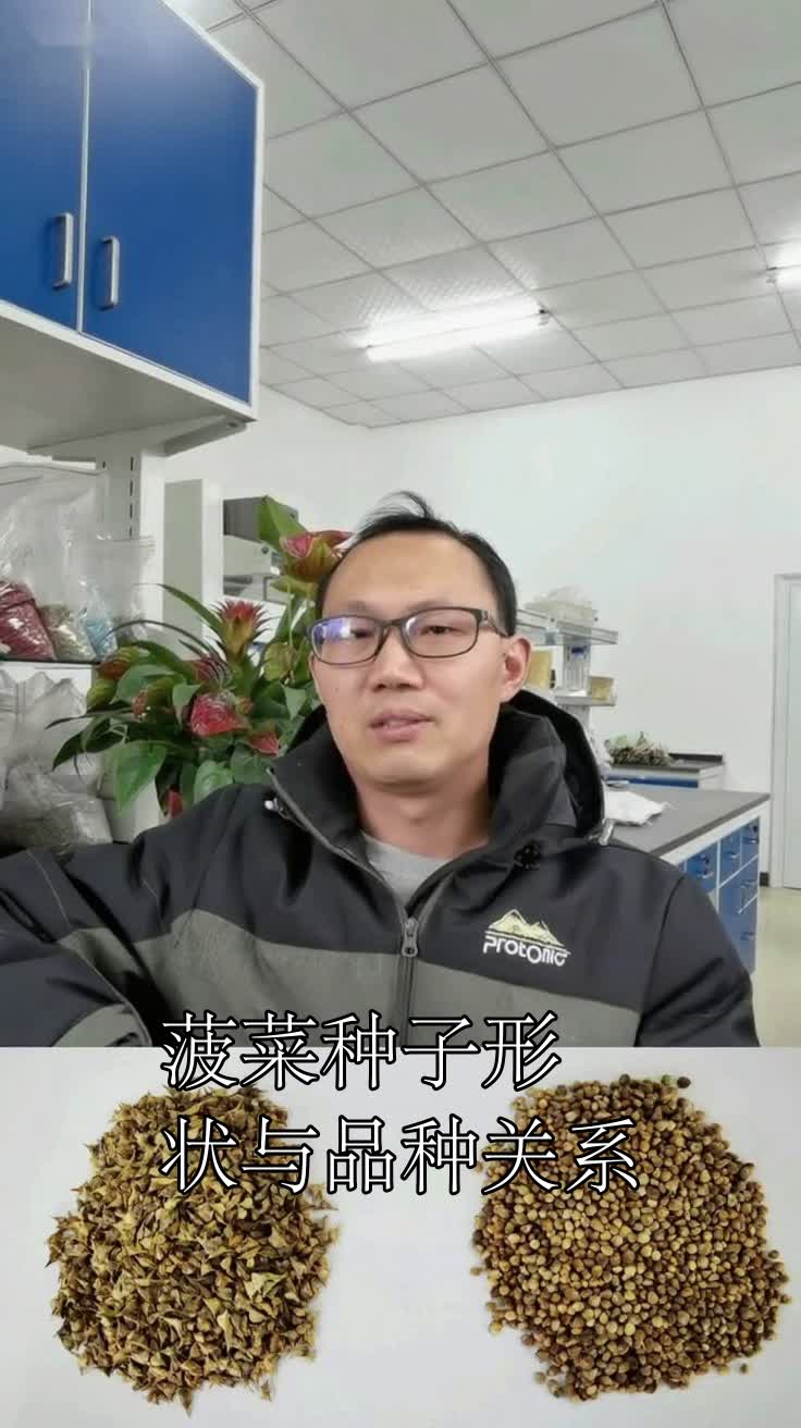 菠菜种子形状与品种关系