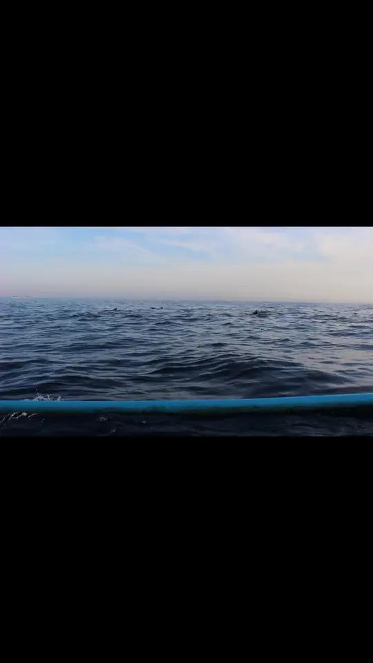 在这片蓝色的海洋里,我们都是渺小的个体,请把海洋还给鱼群