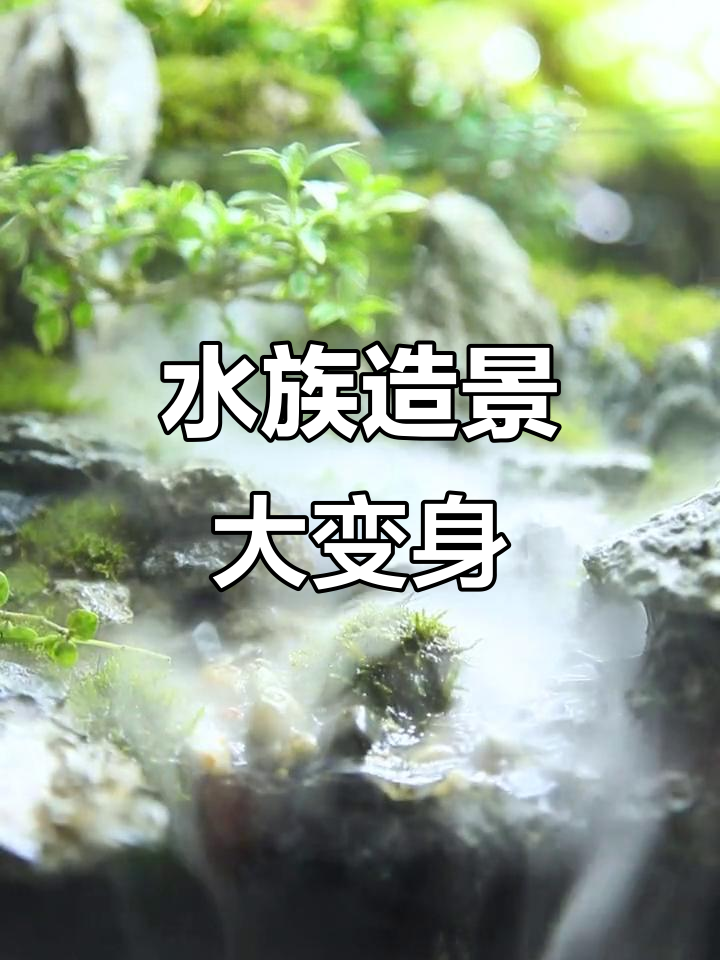 鱼缸里的自然微景观,打造水陆生态乐园