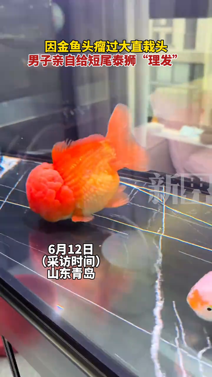 因金鱼头瘤过大直栽头,男子亲自给短尾泰狮“理发”