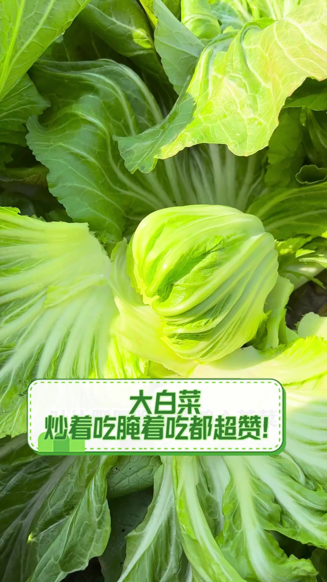 大白菜,炒着吃腌着吃都超赞!