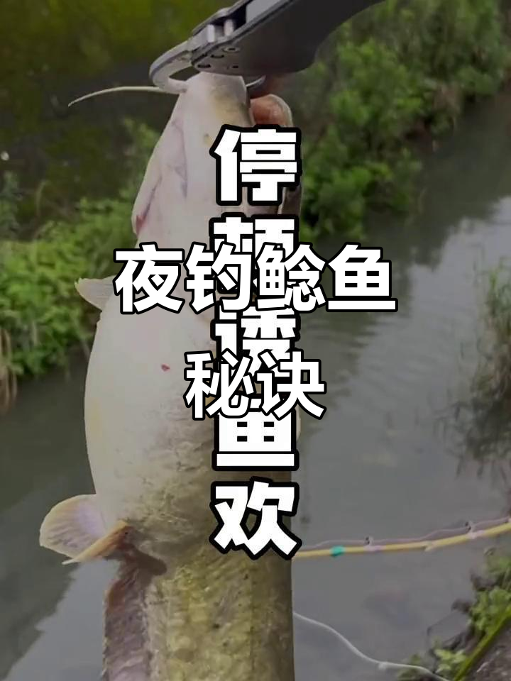 鲶鱼夜晚活跃,深水河湾最佳钓点。慢拖技巧轻松捕获!