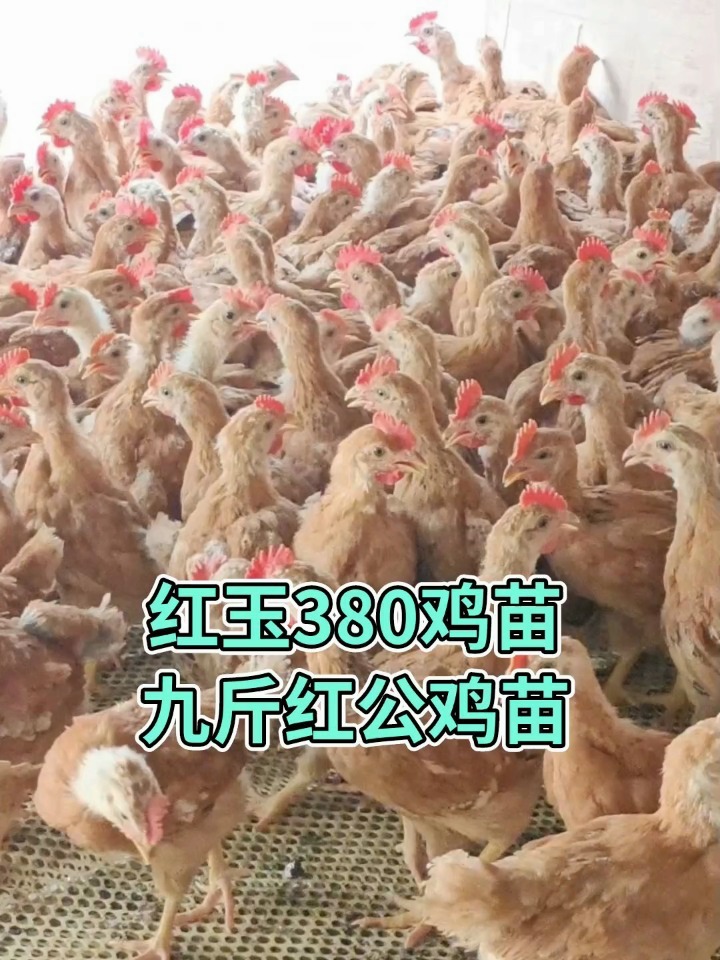 红玉380鸡苗