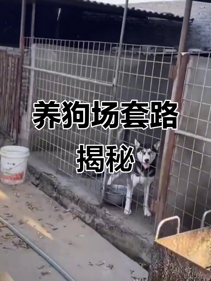 肉狗养殖的陷阱:看似无风险,实则危机四伏