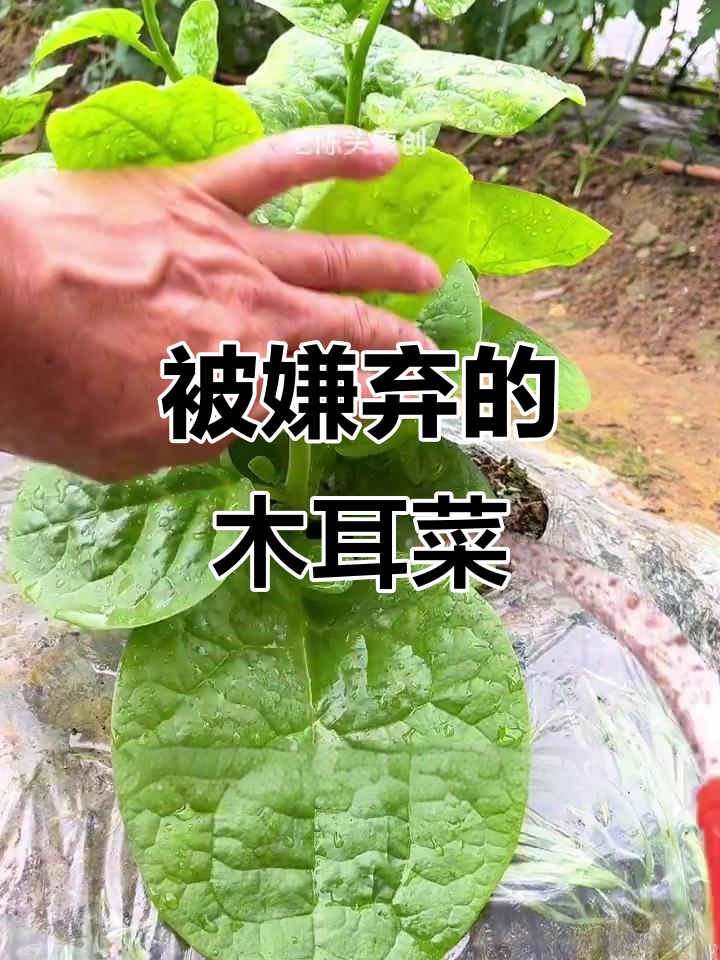 木耳菜:曾是美味,如今却成野菜的尴尬命运