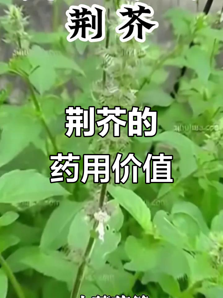 荆芥：民间草药的多重功效与香气