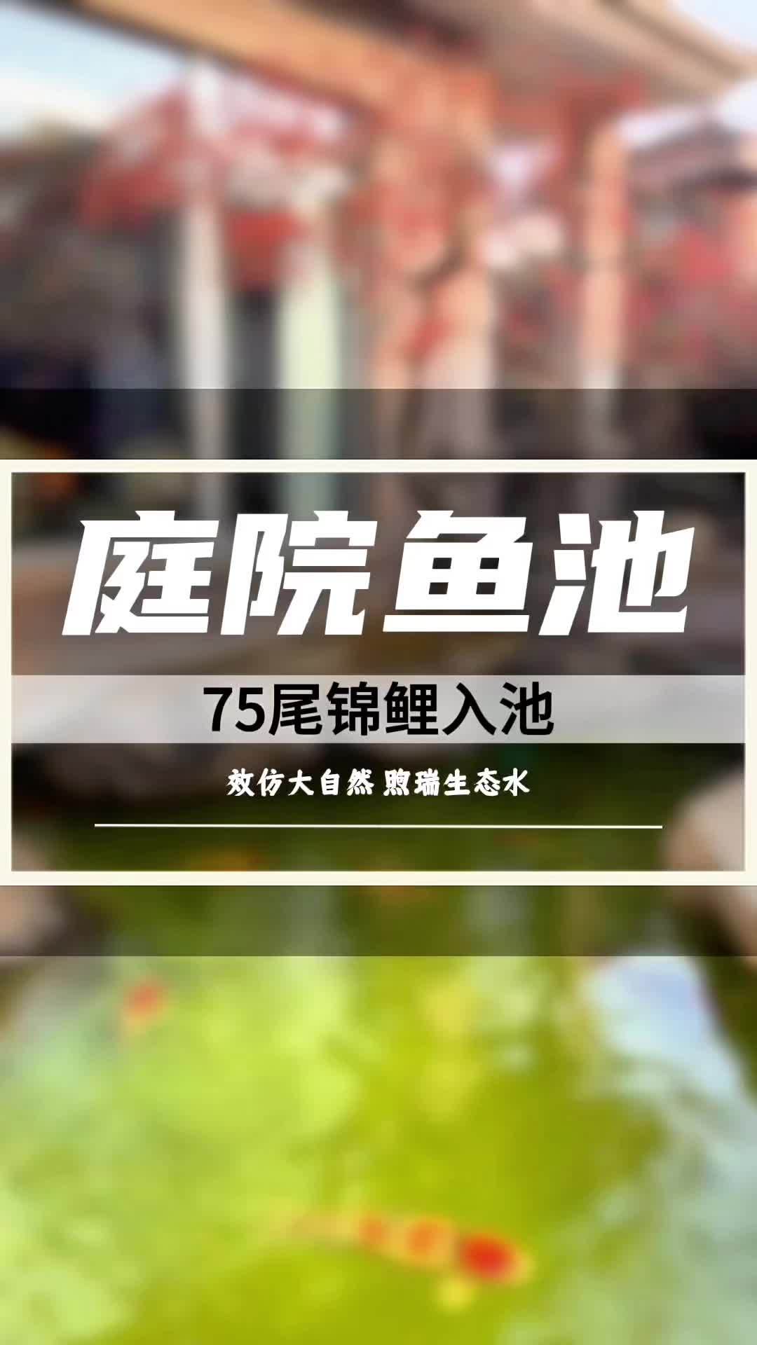 75尾锦鲤入池 放了鱼之后,增加许多灵动,更加唯美。锦鲤鱼池 庭院鱼池 鱼池设计施工 假山