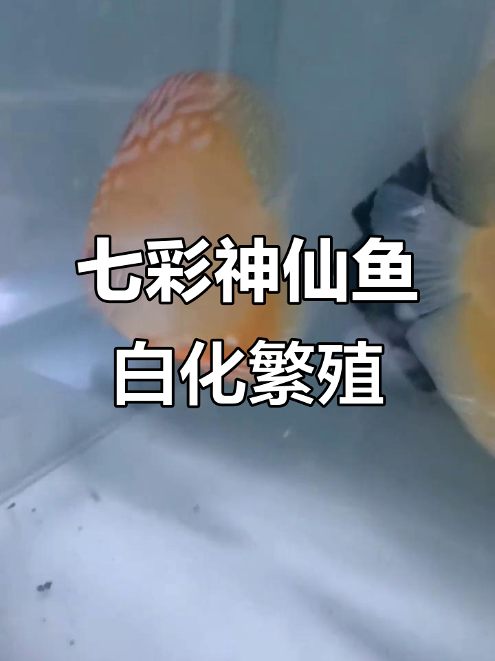 白化黄金七彩神仙鱼繁殖揭秘,背鱼的真相大公开