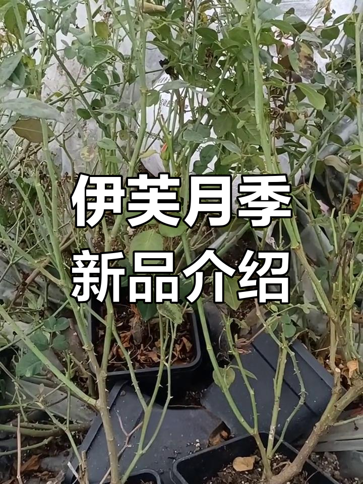 伊芙月季新品种大揭秘:芳香、婚礼之路与伯爵系列搭配推荐
