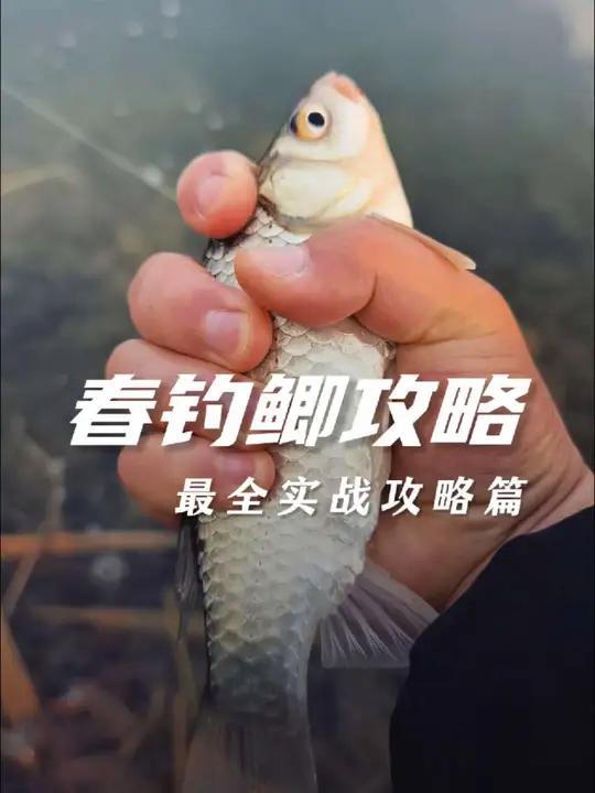 春钓鲫攻略之实战攻略篇 春天钓鲫鱼实战技巧