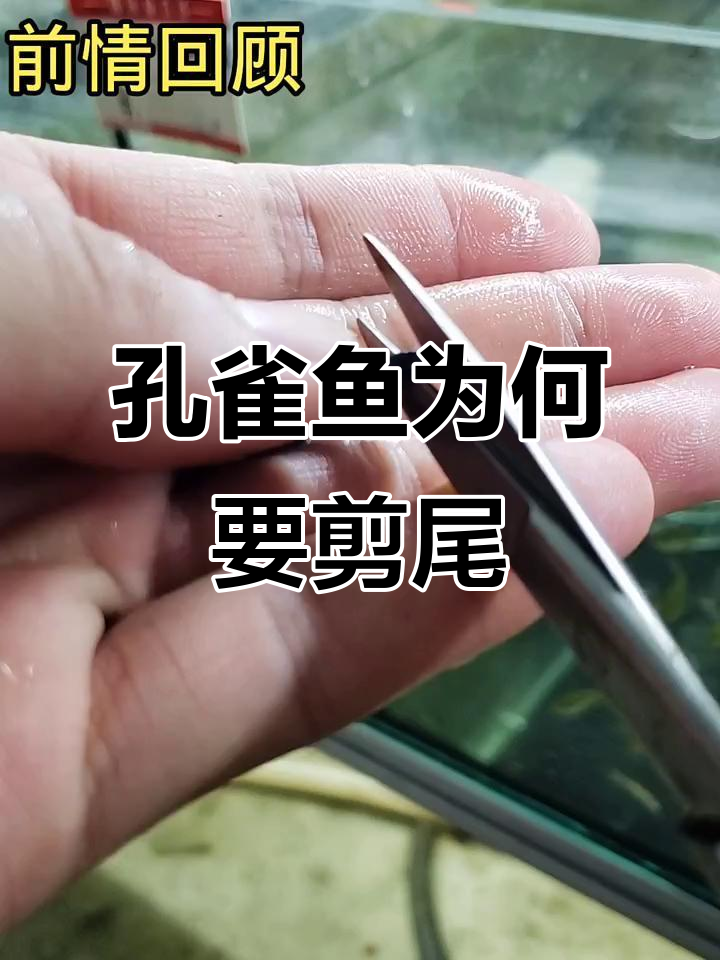 孔雀鱼剪尾的真相:为什么这样做?