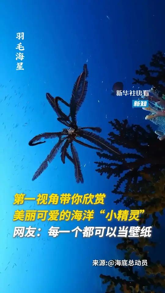 第一视角带你欣赏美丽可爱的海洋“小精灵”,网友:每一个都可以当壁纸。新华新知@海底