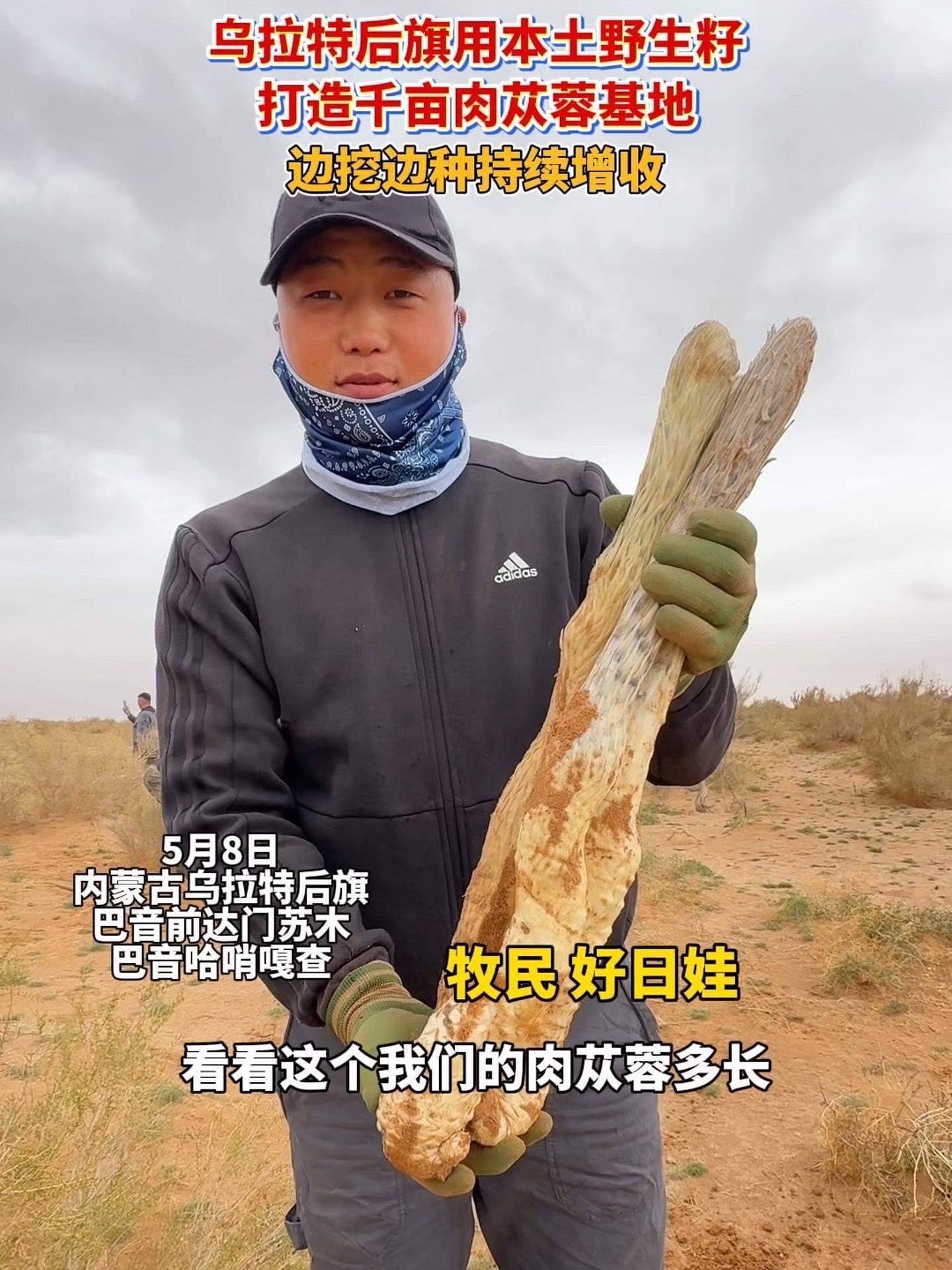 乌拉特后旗用本土野生籽打造千亩肉苁蓉基地,边挖边种持续增收 打好三北工程黄河几字弯攻坚战 