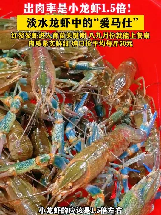 出肉率是小龙虾1.5倍!淡水龙虾中的“爱马仕”(记者:廖莹 王树成 制作:小文)