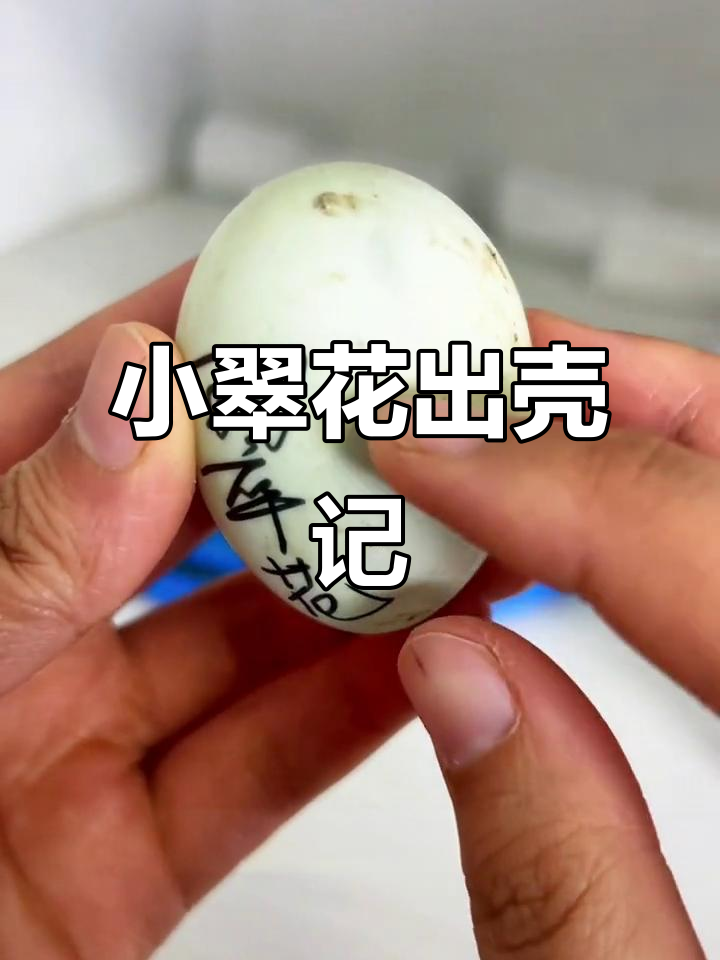 柯尔鸭蛋孵化全过程,小翠花破壳萌态十足