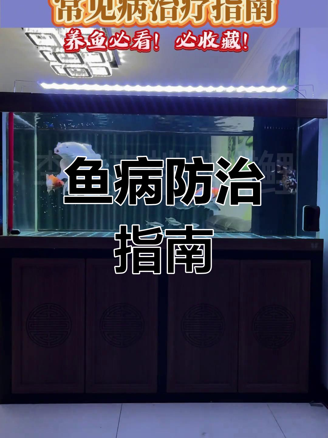 常见鱼病全解析:烂尾、充血、肠炎等,治疗与预防一网打尽