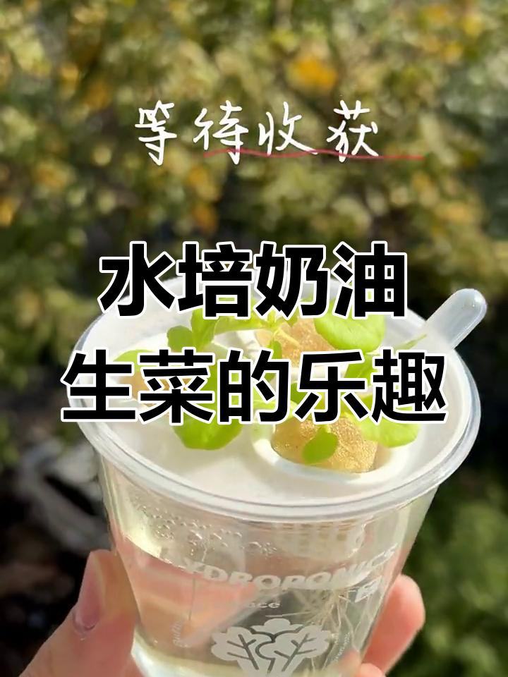 一年四季都能种,奶油生菜杯让种植变得更有趣