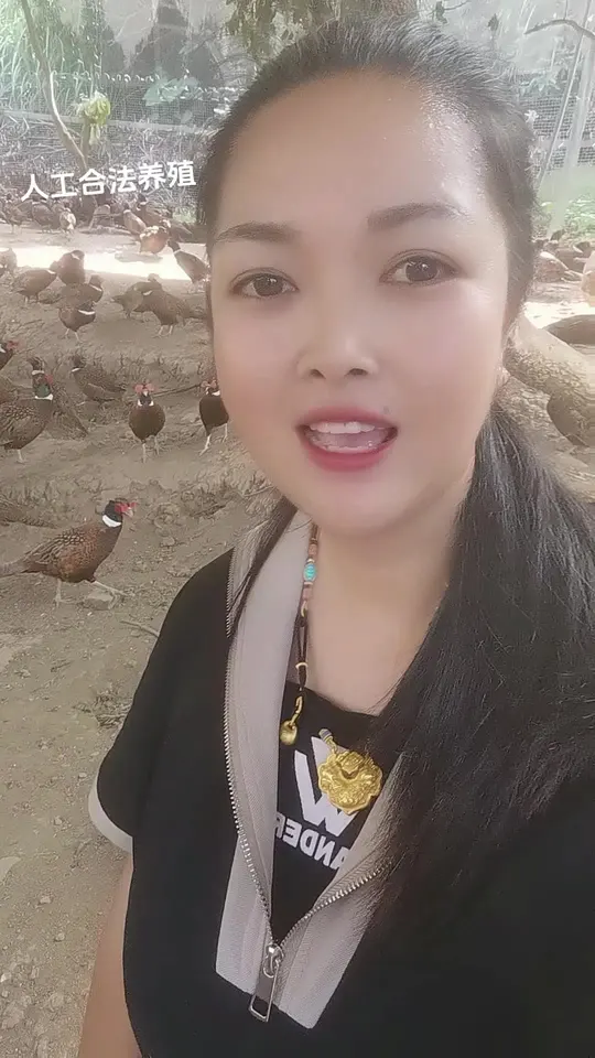 养殖七彩山鸡,广西武宣妹想不发财都难!