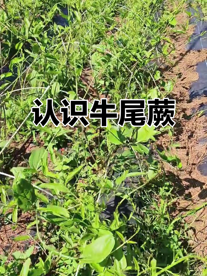 牛尾蕨菜,你了解吗?种植生活小分享