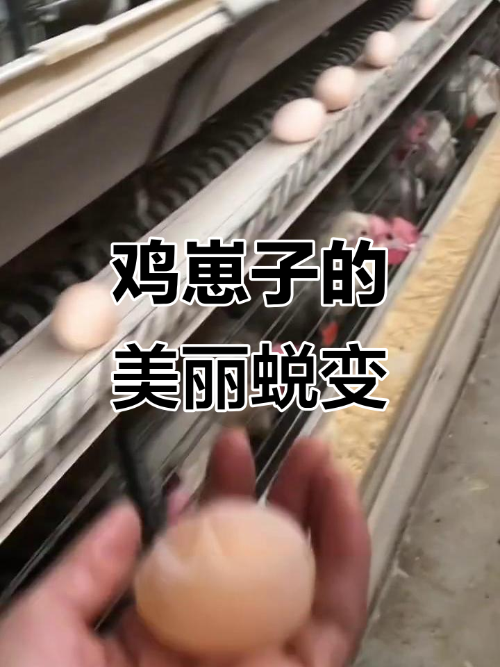 看看这些鸡崽子,吃了药膳后竟然变美了!