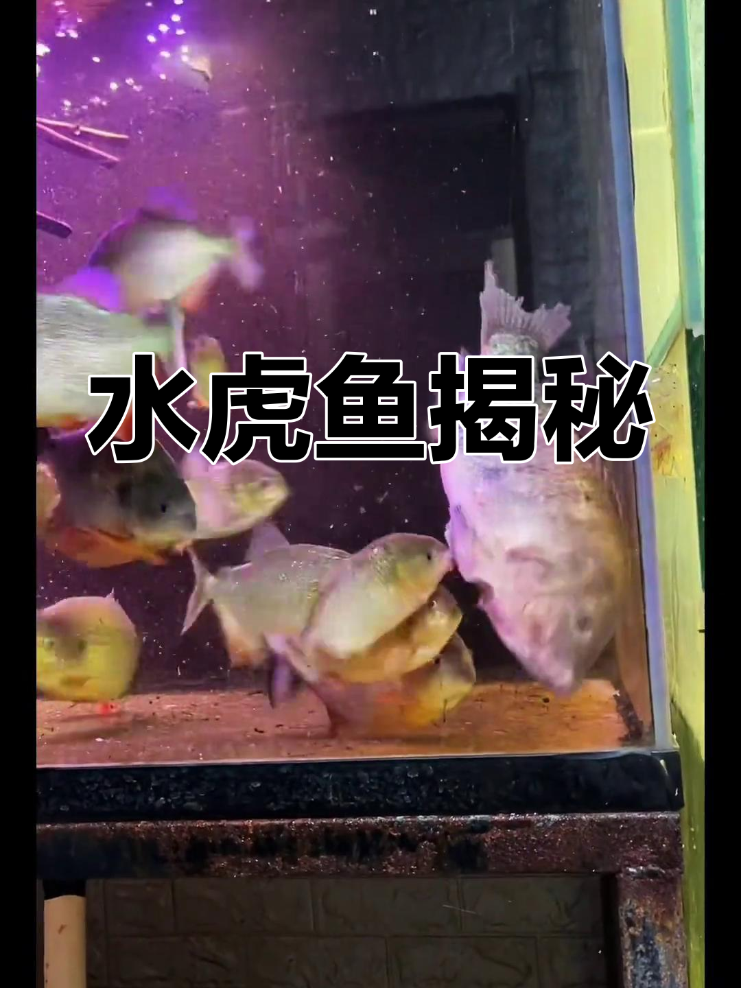 水虎鱼,食人鱼的学名,种类繁多,了解它们的习性吧!