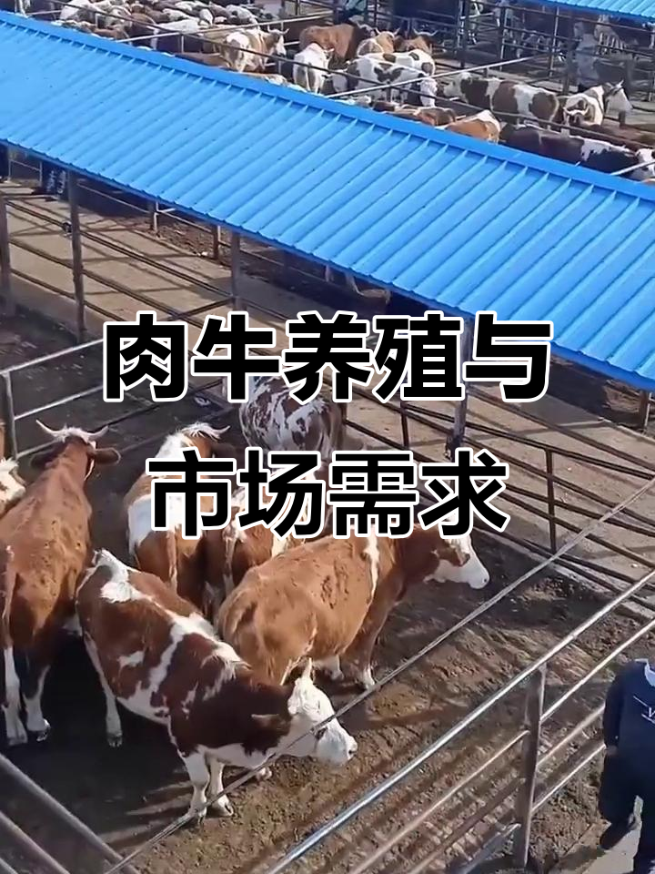 2023年肉牛市场深度分析:进口牛肉超国内产量三分之一