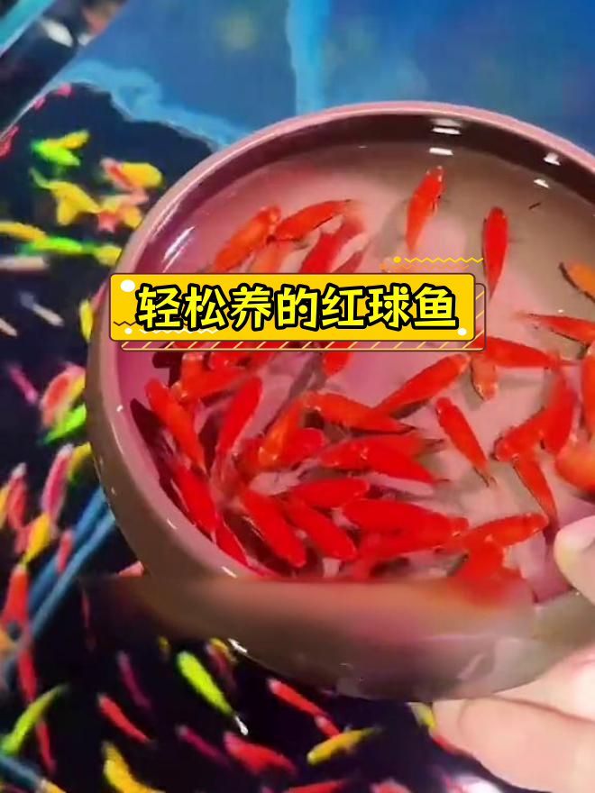 红球鱼:超强繁殖力与适应力的完美结合