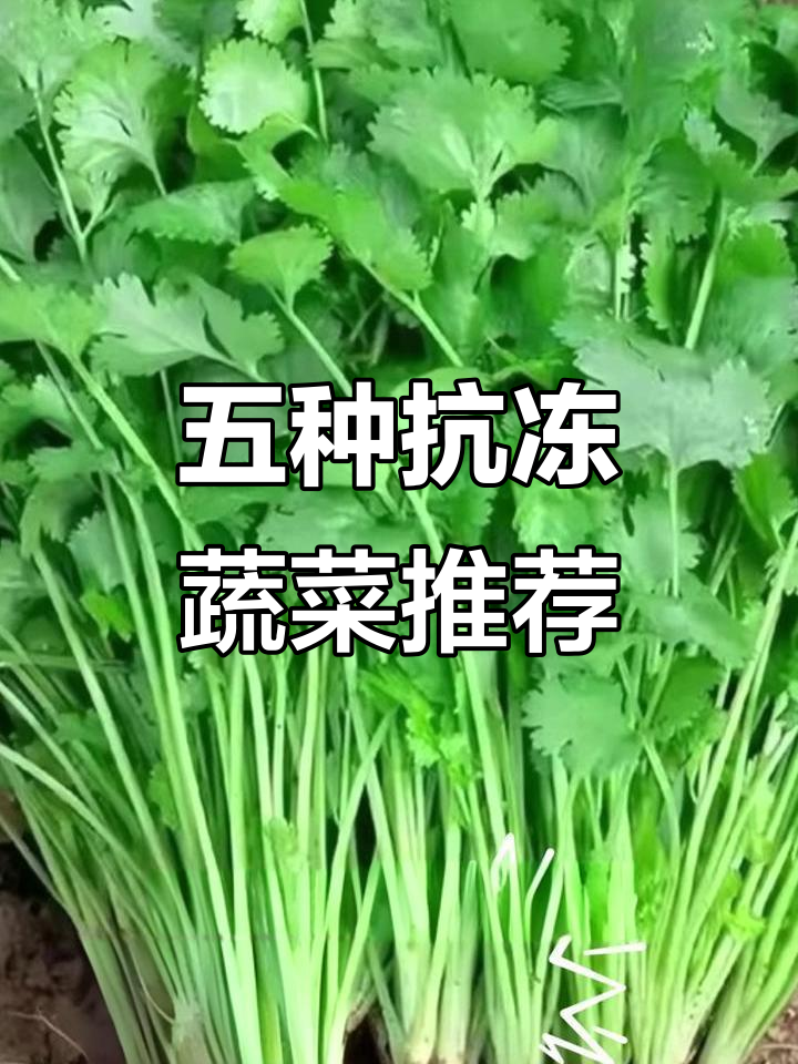 耐寒蔬菜大揭秘，五种必种品种让你冬天有菜吃
