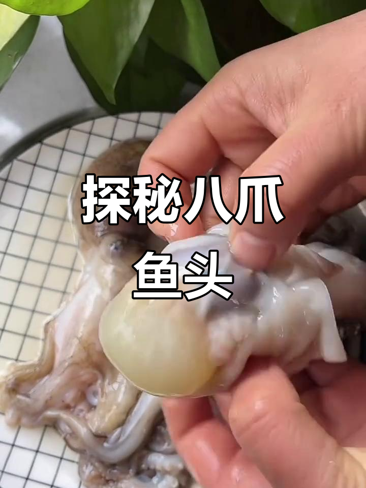 八爪鱼头部大揭秘，看看这些神奇结构！
