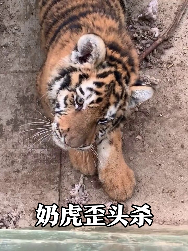 小老虎歪头杀萌翻!抬头盯人低头找吃太可爱