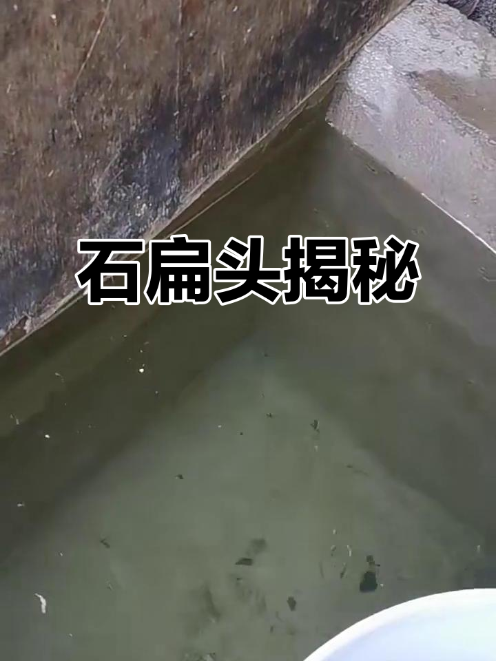 扁角鱼:石扁头的独特魅力