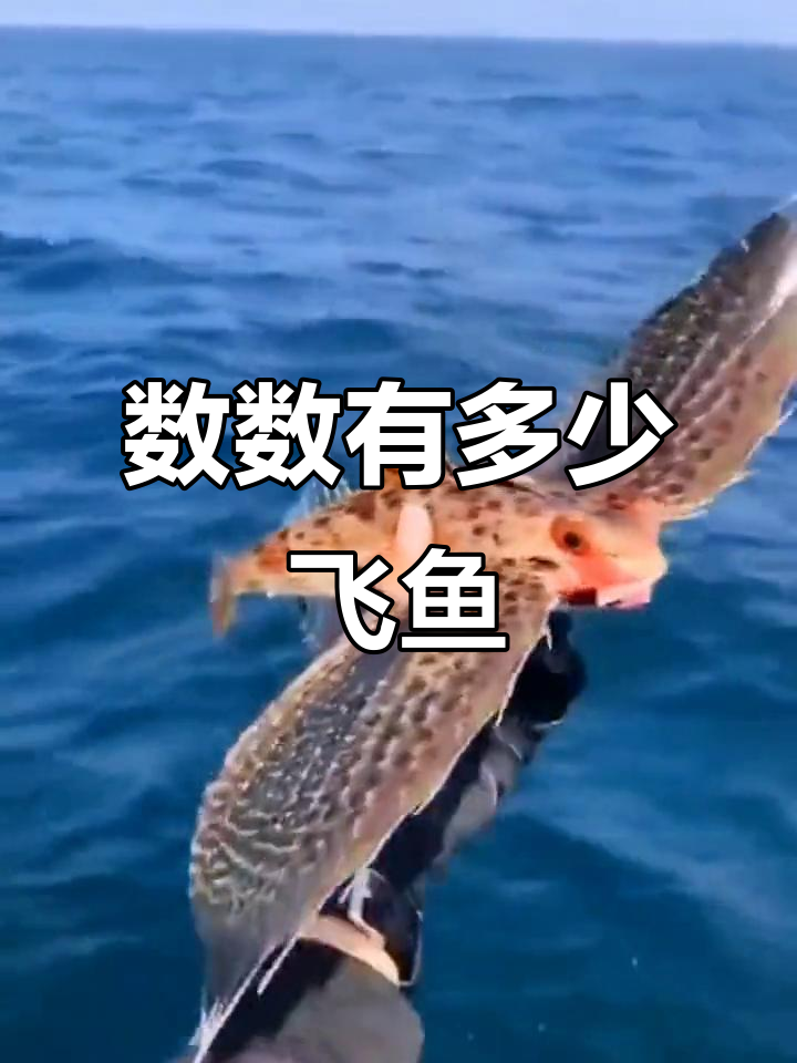 飞鱼种类大揭秘,你能数出多少种?