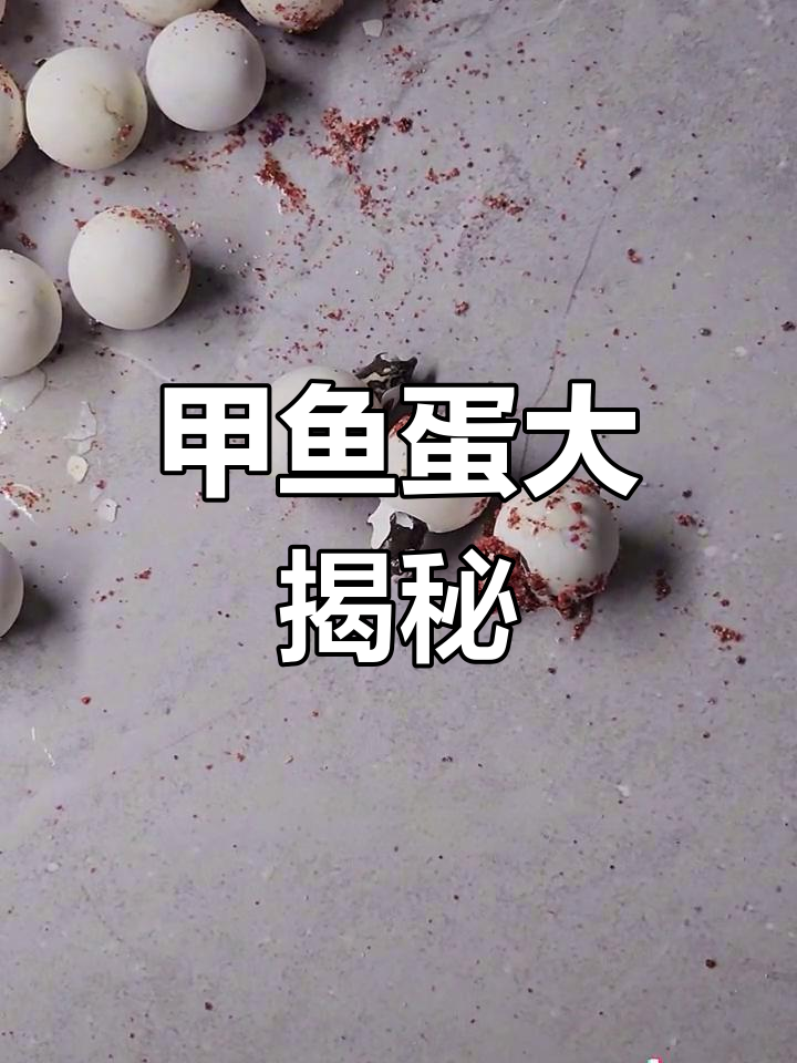 甲鱼蛋全孵化,坏蛋一网打尽!